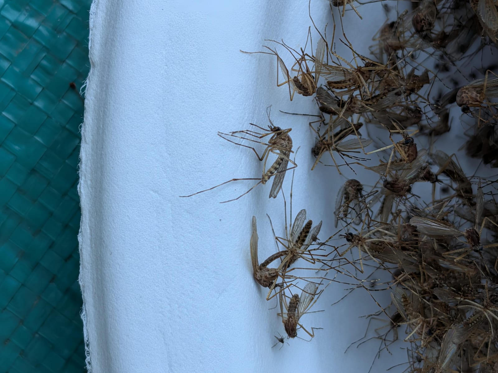 【ミネソタ州】自宅裏庭で蚊の捕獲装置を3週間稼働→海外「見てるだけでかゆくなってきた」