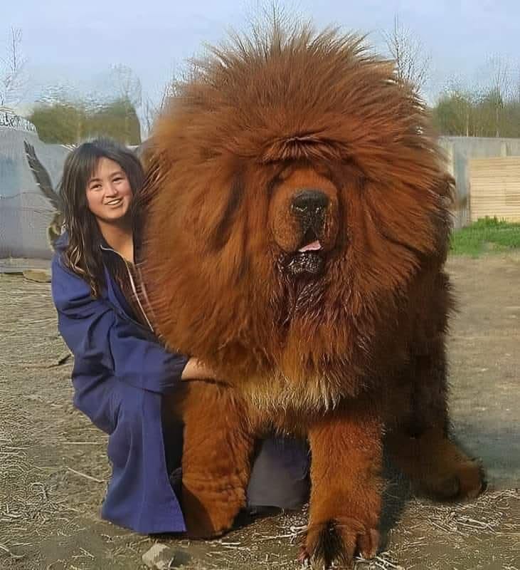 【海外の反応】「世界最大の犬」チベタン・マスティフの写真が拡散→運営「合成で巨大化」と判定し削除
